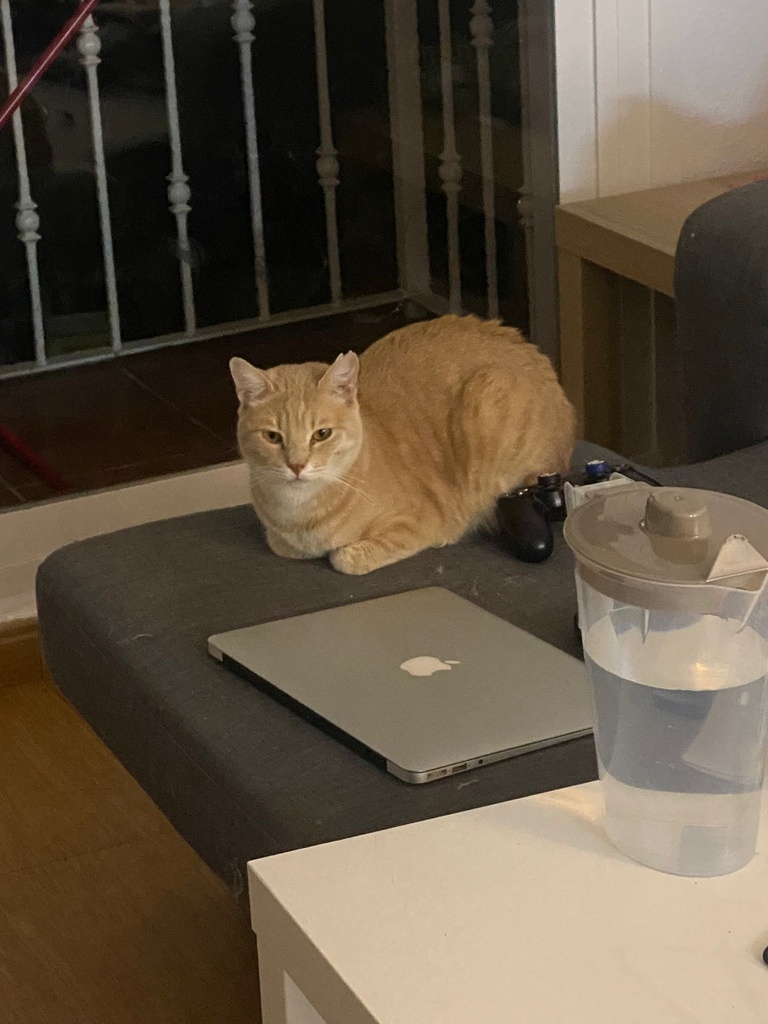Simba