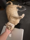 Simba