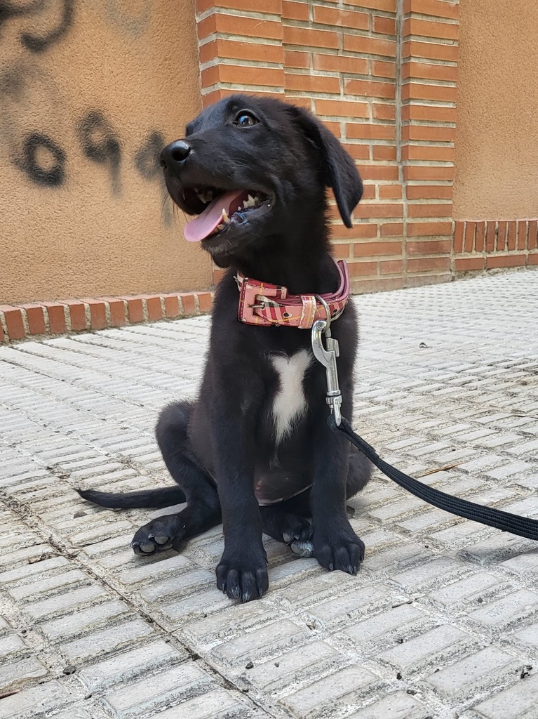 Kira