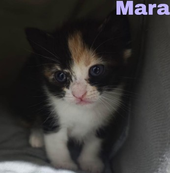 Mara
