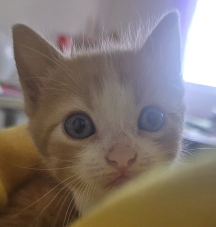 Flan